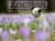 zochor