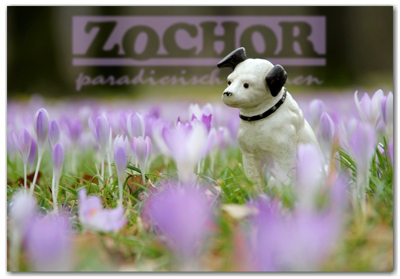 zochor